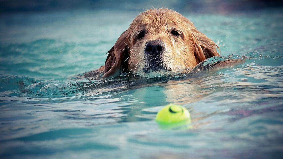 Beispielbild Hundeschwimmen