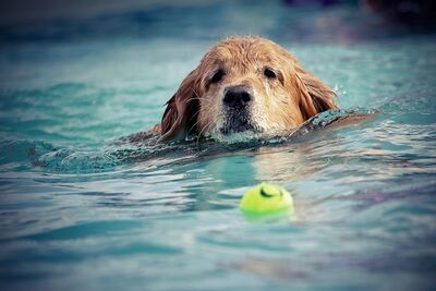 Beispielbild Hundeschwimmen