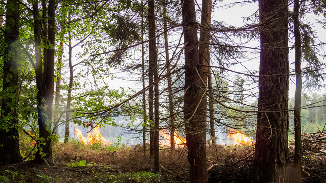 Beispielbild Waldbrand