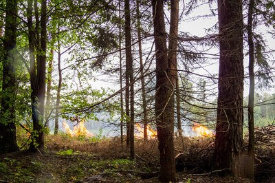 Beispielbild Waldbrand